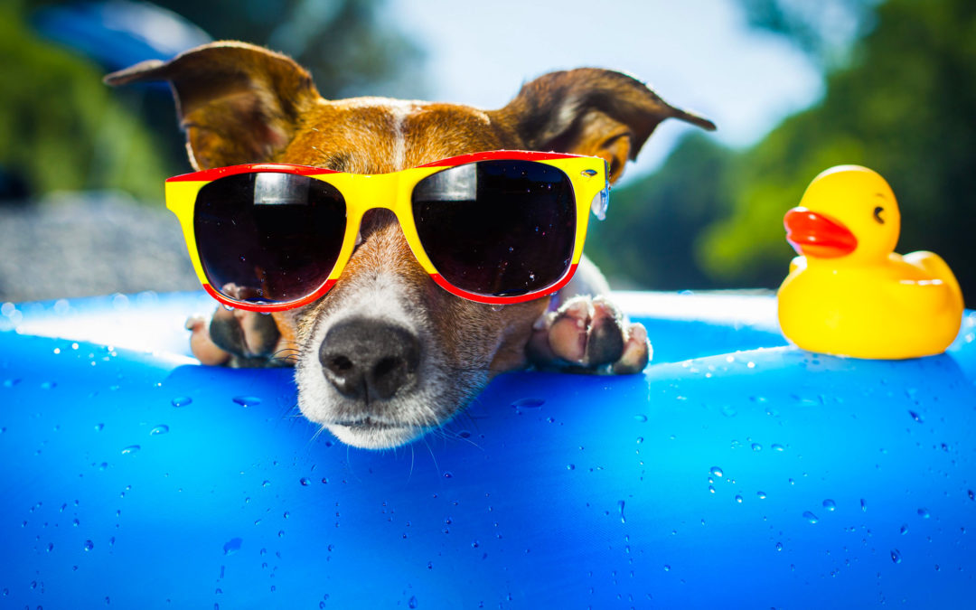 Arrivano assicurazioni per cani e gatti in vacanza